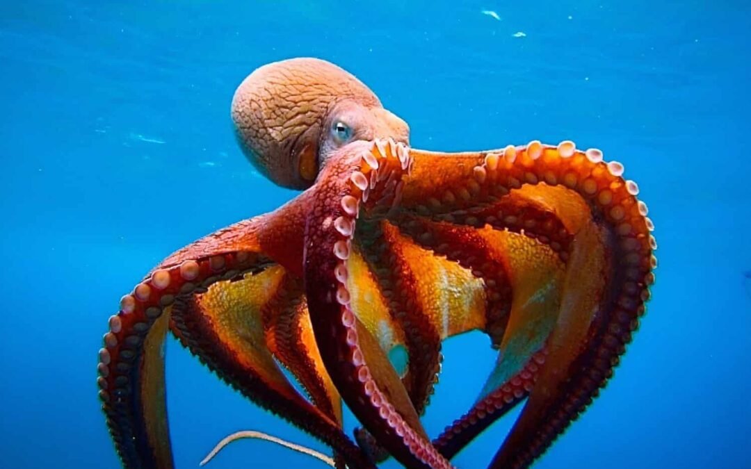 Octopuses