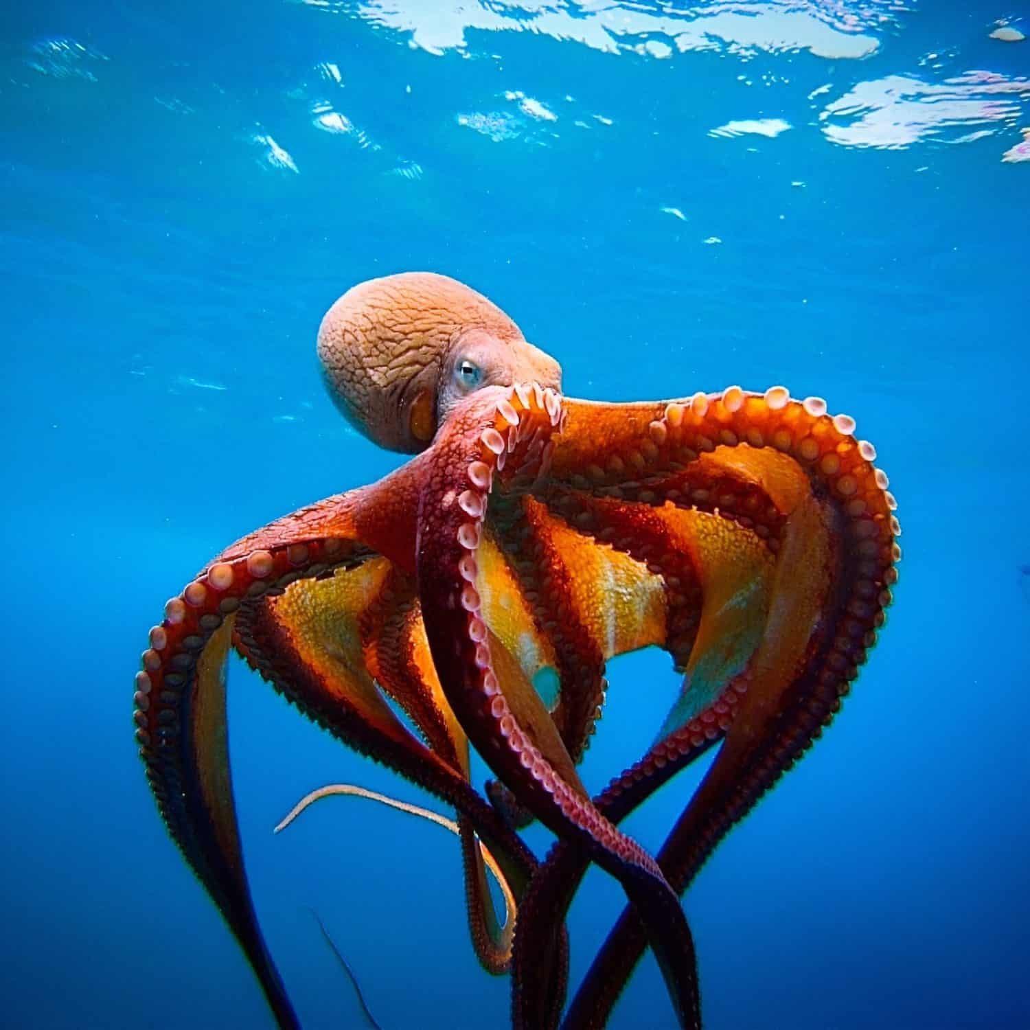 Octopuses